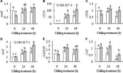 Chloroplast Protein 12 Expression Alters Growth and Chilling Tolerance in Tropical Forage Stylosanthes guianensis (Aublet) Sw
